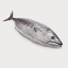 Ikan Tongkol